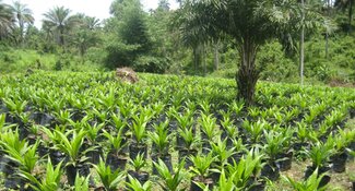 The Africa Palm Oil Initiative's Ghana national platform develop first newsletter