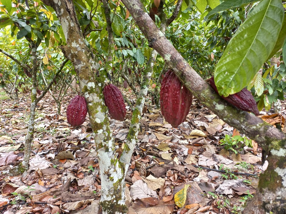 Apoyo a las empresas de cacao en la implementación del reglamento de la UE sobre productos libres de deforestación