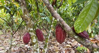 Supporting cocoa companies to implement the EU regulation on deforestation-free products