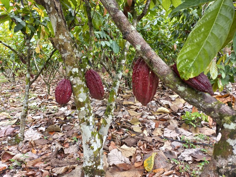 Supporting cocoa companies to implement the EU regulation on deforestation-free products