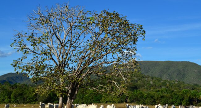 Online event: Voluntary Monitoring Protocol for Cattle Suppliers in the Cerrado – Key results from the consultation