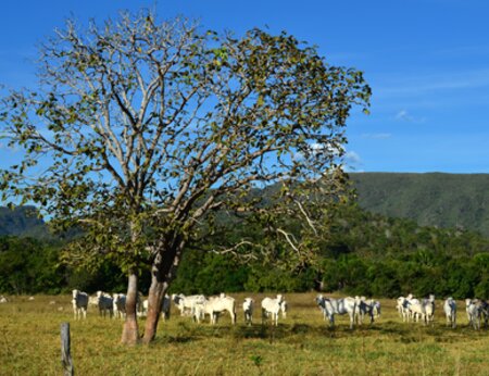 Online event: Voluntary Monitoring Protocol for Cattle Suppliers in the Cerrado – Key results from the consultation