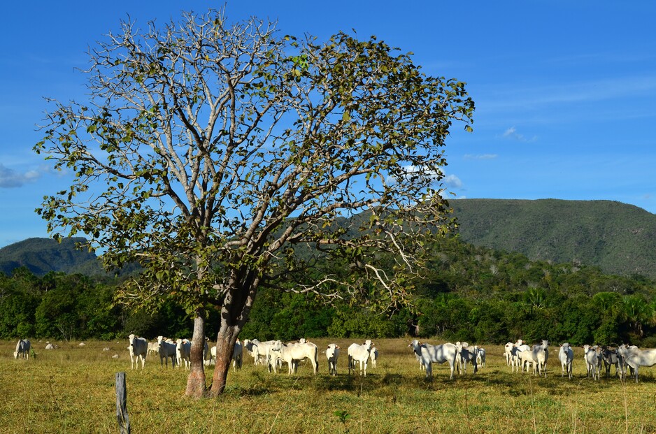 Online event: Voluntary Monitoring Protocol for Cattle Suppliers in the Cerrado – Key results from the consultation