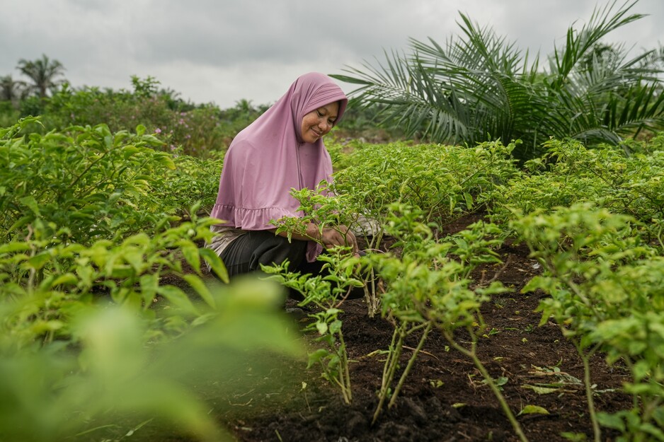Sungai Linau farmer