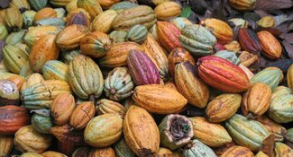 Mengurangi Deforestasi pada Lanskap Produksi Kakao