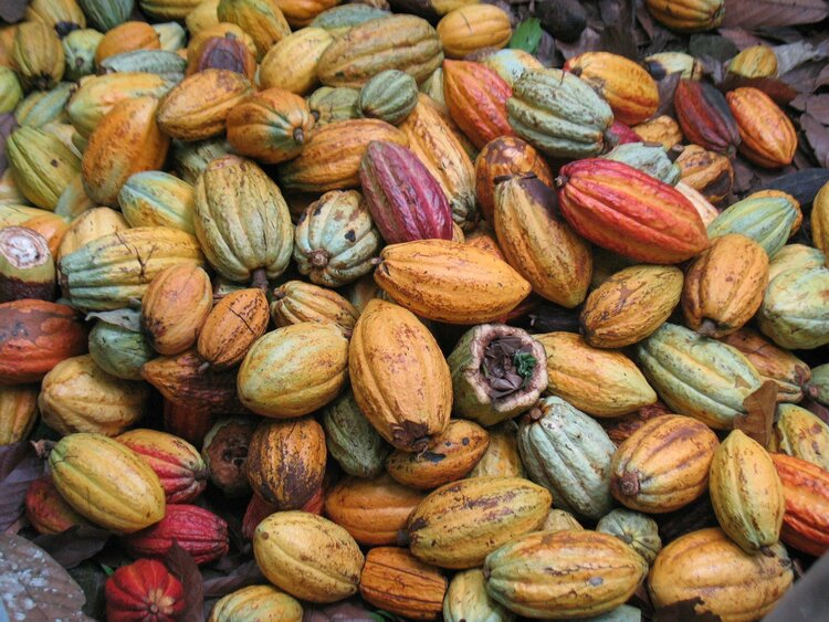 Reducing Deforestation in Cocoa Production Landscapes