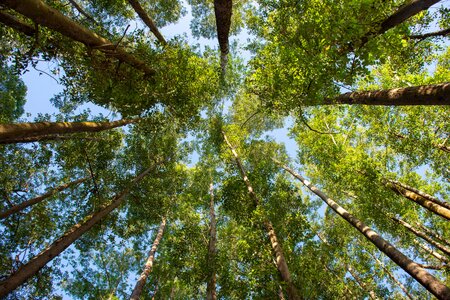 From deforestation and conversion-free to resilient production and supply chains