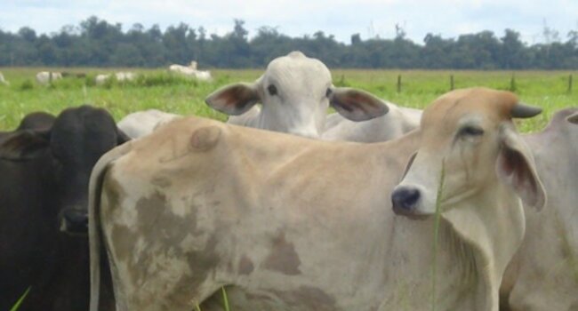 Mars Petcare - promoting positive change