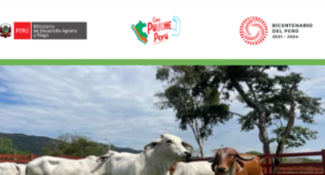 Consideraciones técnicas para la consolidación de un modelo de ganadería tropical sostenible en Perú