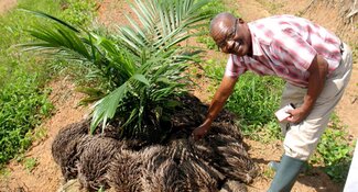 Consultancy proposals invited to conduct oil palm case studies in West & Central Africa