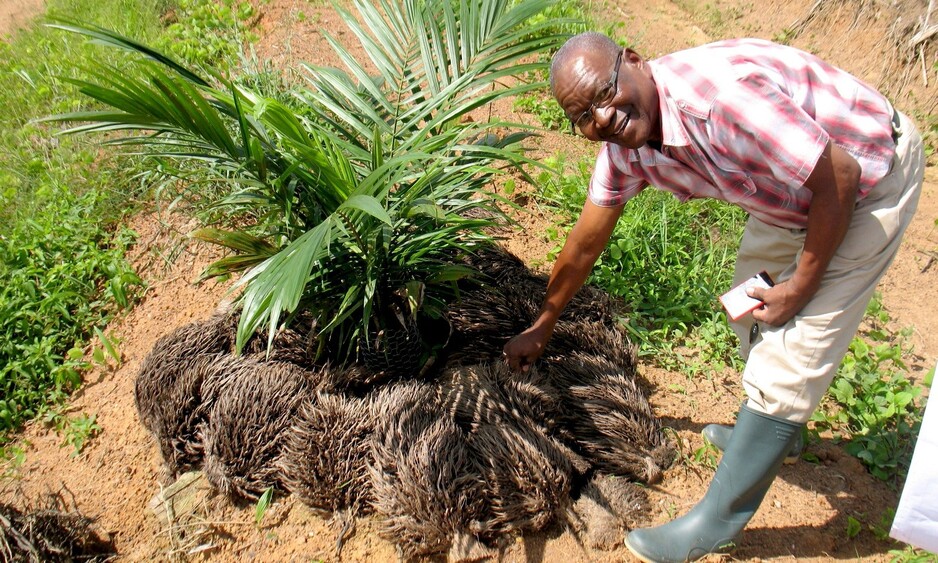 Consultancy proposals invited to conduct oil palm case studies in West & Central Africa