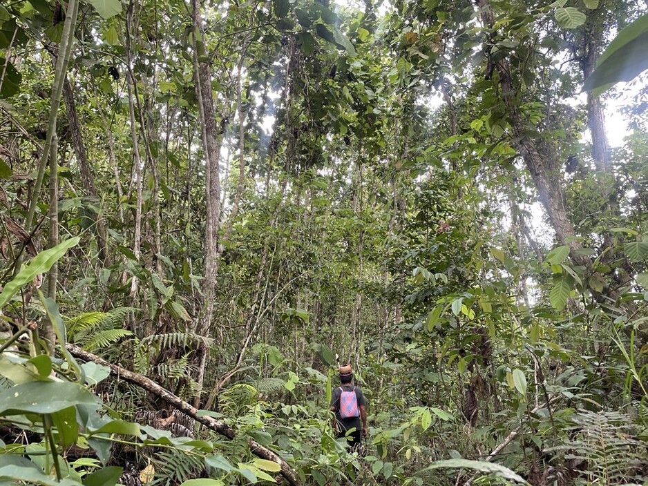 An Indigenous community representtiave from the Miau Baru village trekking through the Mejang River forest of East Kutai.