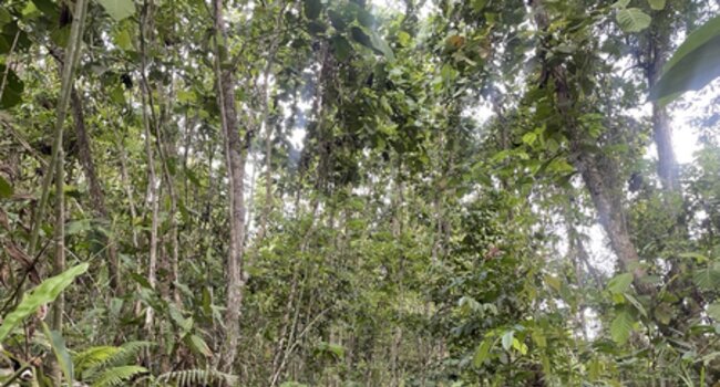 An Indigenous community representtiave from the Miau Baru village trekking through the Mejang River forest of East Kutai.