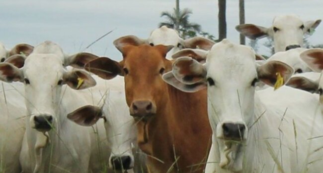 Social and Environmental Beef Purchasing Policy