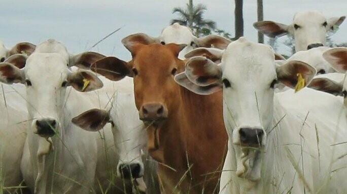 Cerrado Protocol Launch Webinar