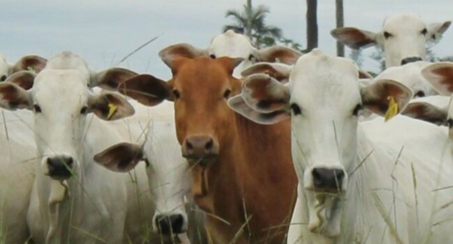 Cerrado Protocol Launch Webinar