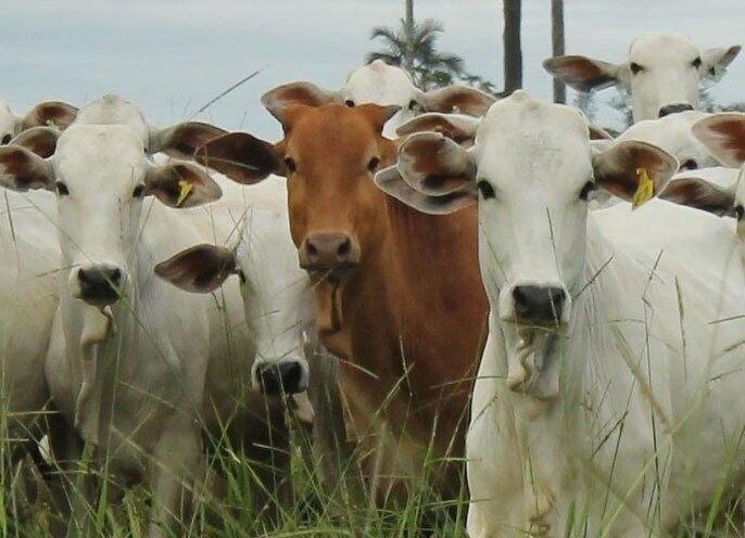Pembelian Daging Sapi secara Sosial dan Lingkungan