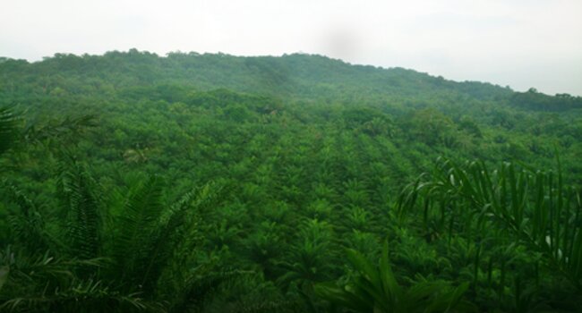 Aligned global questionnaires to ease assessment pressures for companies along the palm oil supply chain – less time on questionnaires leaves more time for action