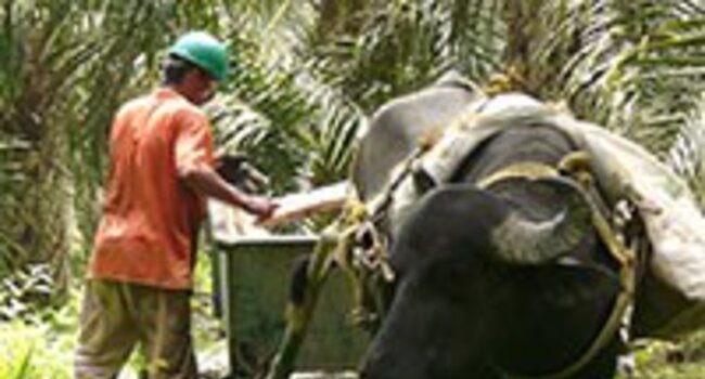 Helping palm oil producers and mills in Colombia to access credit.