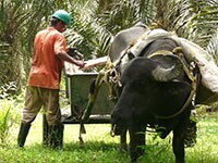 Helping palm oil producers and mills in Colombia to access credit.