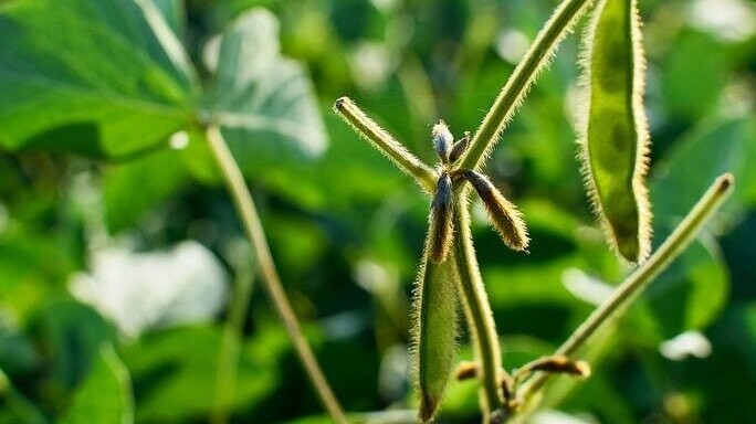 Collaborative Soy Initiative: Multiple routes to conversion-free sustainable soy