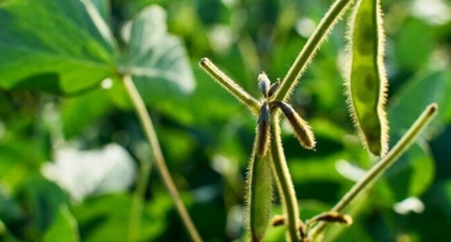 Collaborative Soy Initiative: Multiple routes to conversion-free sustainable soy