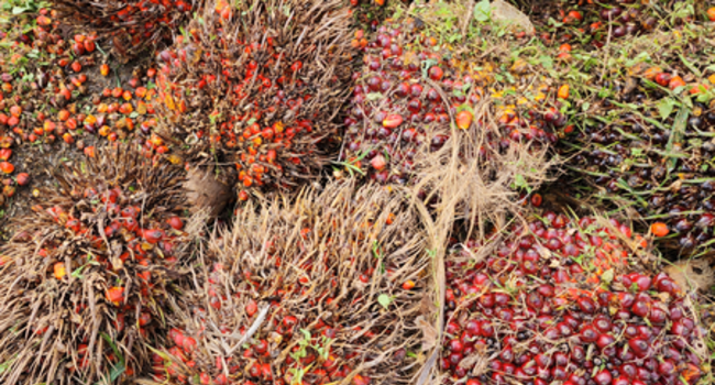 Exploring Pathways to Achieve Sustainability Goals in the Palm Oil Sector