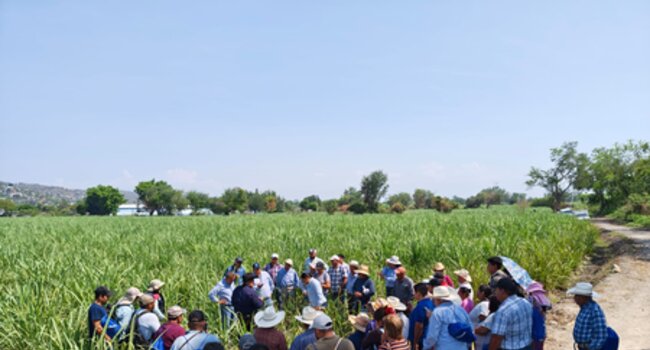 De productor a productor: cómo las ECAs están transformando el manejo del suelo en el cultivo de caña de azúcar