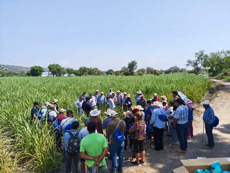 From producer to producer: how ECAs are transforming soil management in sugarcane farming