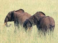 Launch of updated High Carbon Stock Approach Toolkit