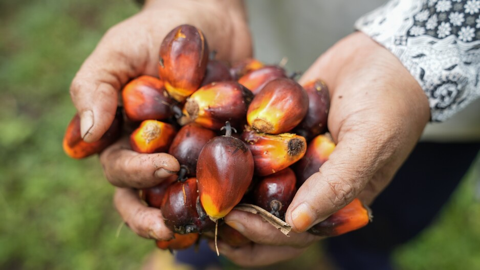 Europe Sustainable Palm Oil Dialogue (SPOD) 2026