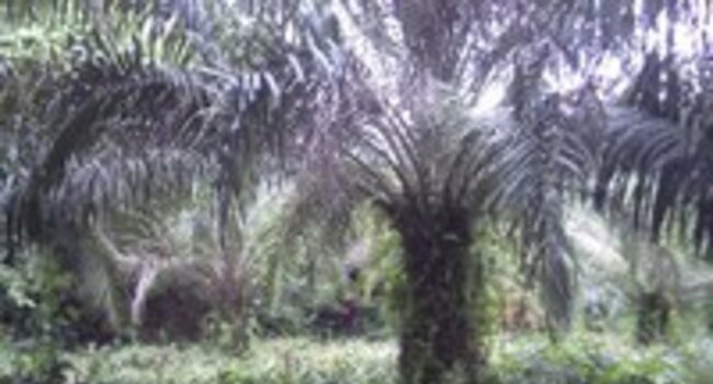 Benso Oil Palm Plantations achieves RSPO certification