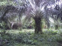 Benso Oil Palm Plantations achieves RSPO certification