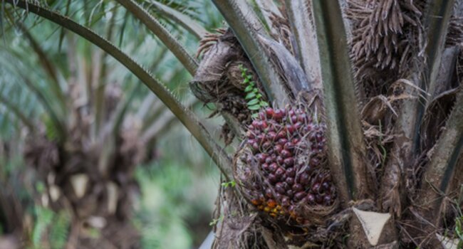 Tyson Foods Partners with Proforest to Conduct Global Deforestation Risk Assessment