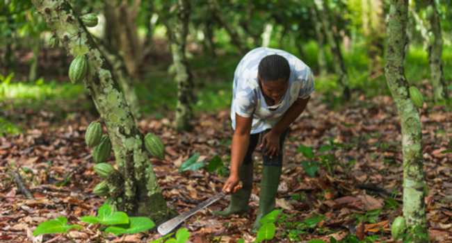 Walmart Foundation adds to funding for Proforest’s work in Asunafo Asutifi cocoa landscape