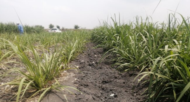 Rebuilding Soil Health & Biodiversity in Mexico