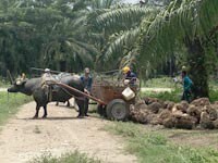 What does supplier engagement entail? A lesson from our work with Cargill