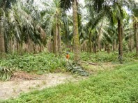 Sustainable Oil Palm week in Brazil