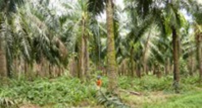 Sustainable Oil Palm week in Brazil