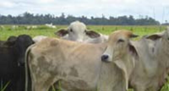 Sustainable Livestock Indicators open for public consultation