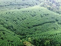 What are ‘landscape or jurisdictional initiatives’?