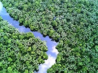 Proforest achieves High Carbon Stock Approach accreditation