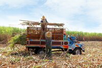 Working with smallholders for sustainable sugarcane production in the Philippines 