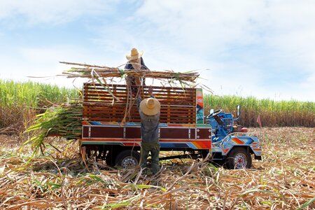 Working with smallholders for sustainable sugarcane production in the Philippines