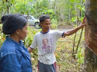 Nuevas expectativas de mercado para la producción sostenible de caucho natural