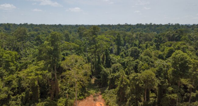 Linking ‘no deforestation’ supply chains and national climate mitigation initiatives