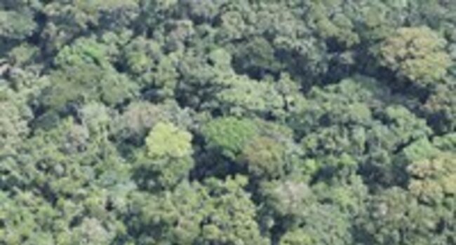Steering Group for High Carbon Stock (HCS) approach