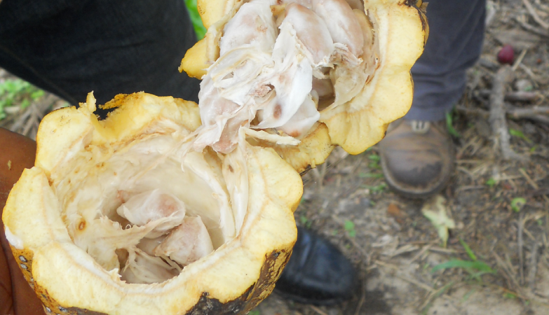 Review and Analysis of Key Policies and Institutional Framework Governing Deforestation and Associated Social Issues in the Tree Crop Sector of Liberia