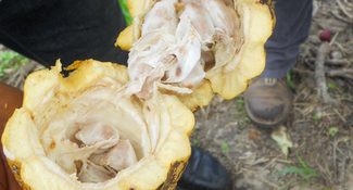 Review and Analysis of Key Policies and Institutional Framework Governing Deforestation and Associated Social Issues in the Tree Crop Sector of Liberia