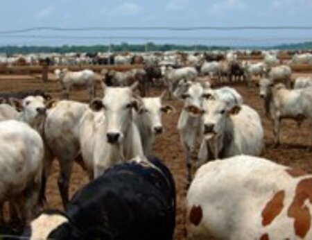 Building understanding in the cattle sector in Brazil